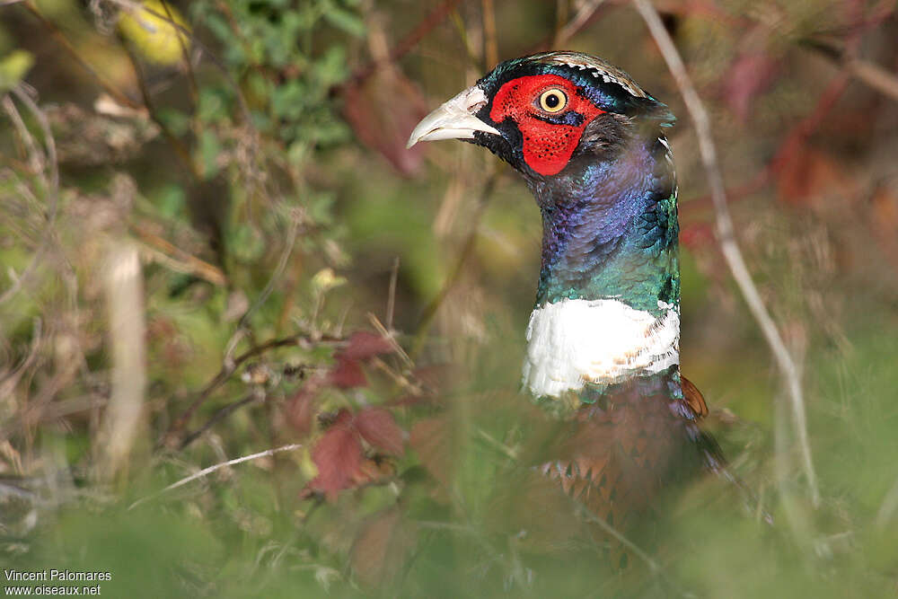 Common Pheasant male, close-up portrait