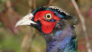 Common Pheasant