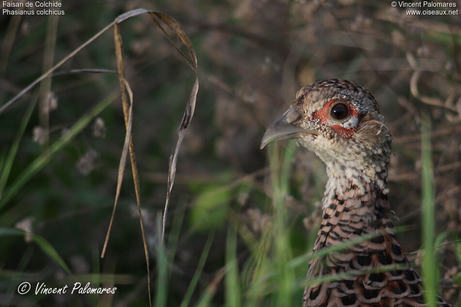 Common Pheasant