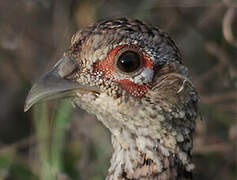 Common Pheasant