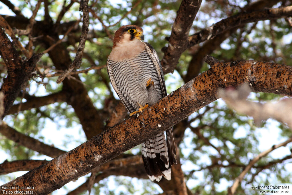 Red-necked Falcon