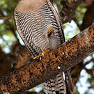Faucon chicquera