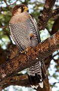 Red-necked Falcon