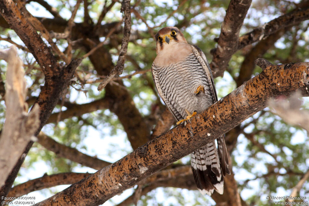 Red-necked Falcon