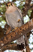 Red-necked Falcon