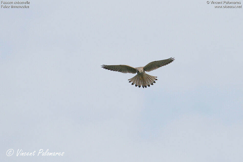 Common Kestrel