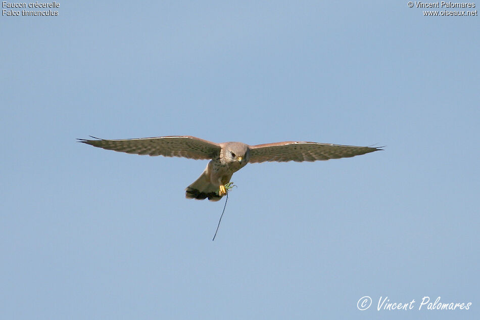 Common Kestrel