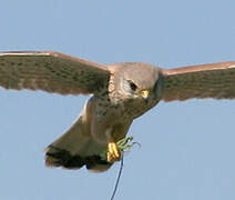 Common Kestrel