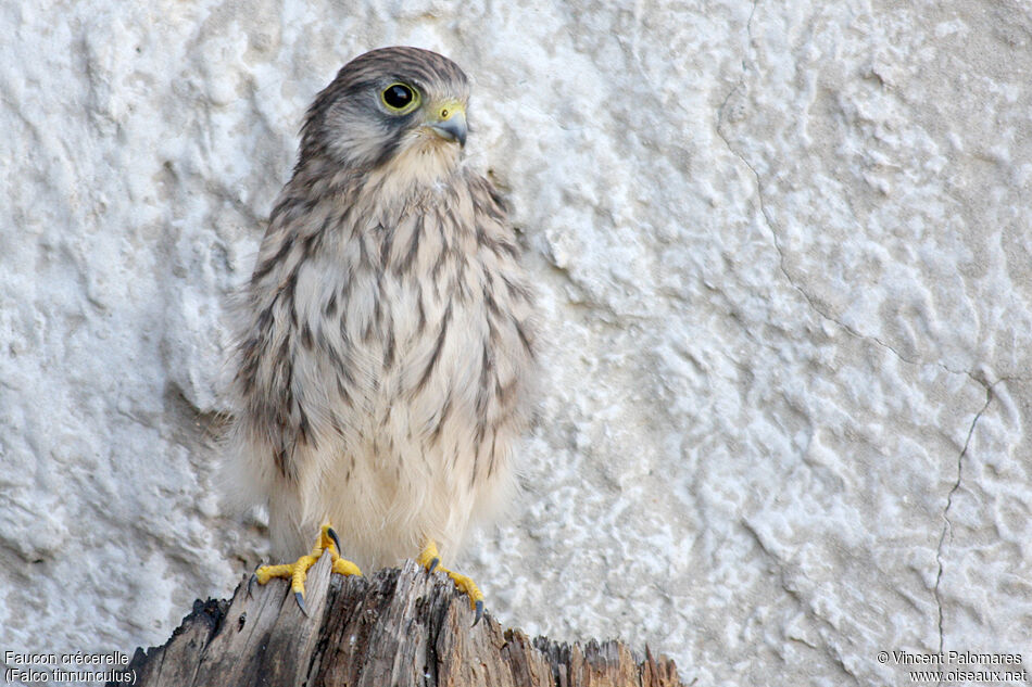 Common Kestreljuvenile