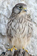 Common Kestrel