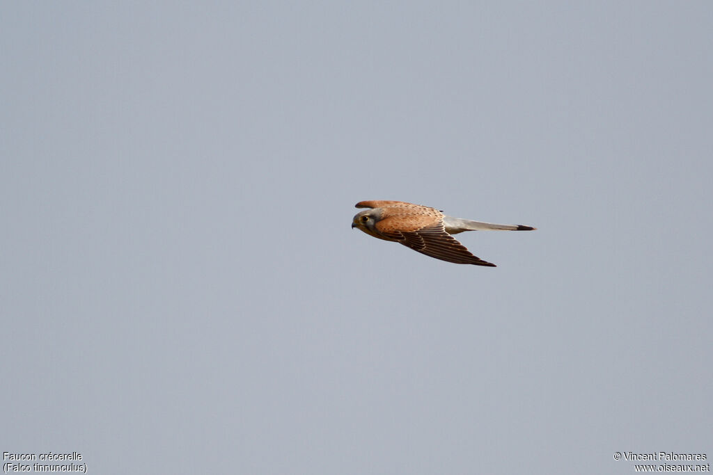 Common Kestrel male, Flight