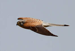 Common Kestrel