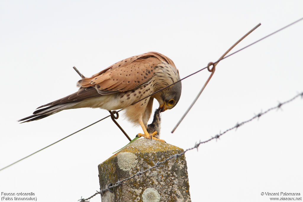 Faucon crécerelle mâle, mange