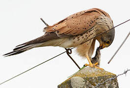 Common Kestrel