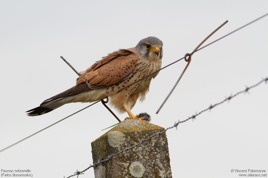 Common Kestrel male