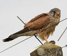 Common Kestrel