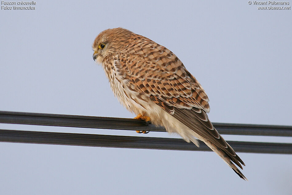 Common Kestrel