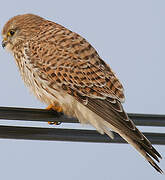 Common Kestrel