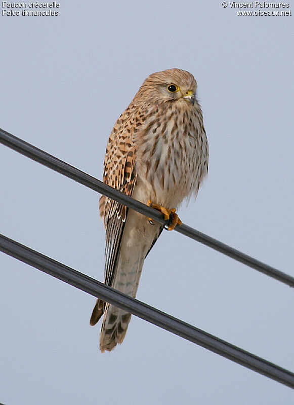 Common Kestrel