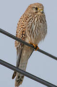 Common Kestrel