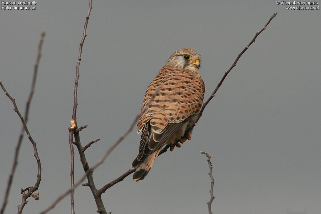 Common Kestrel