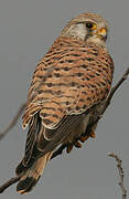 Common Kestrel