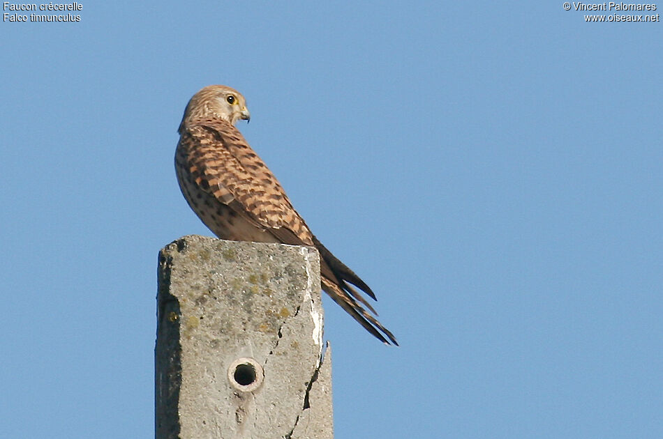 Faucon crécerelle