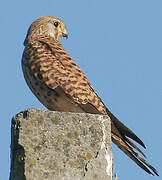 Common Kestrel