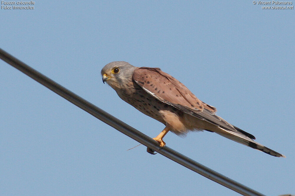 Faucon crécerelle