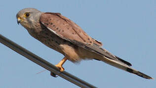 Common Kestrel