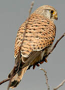 Common Kestrel