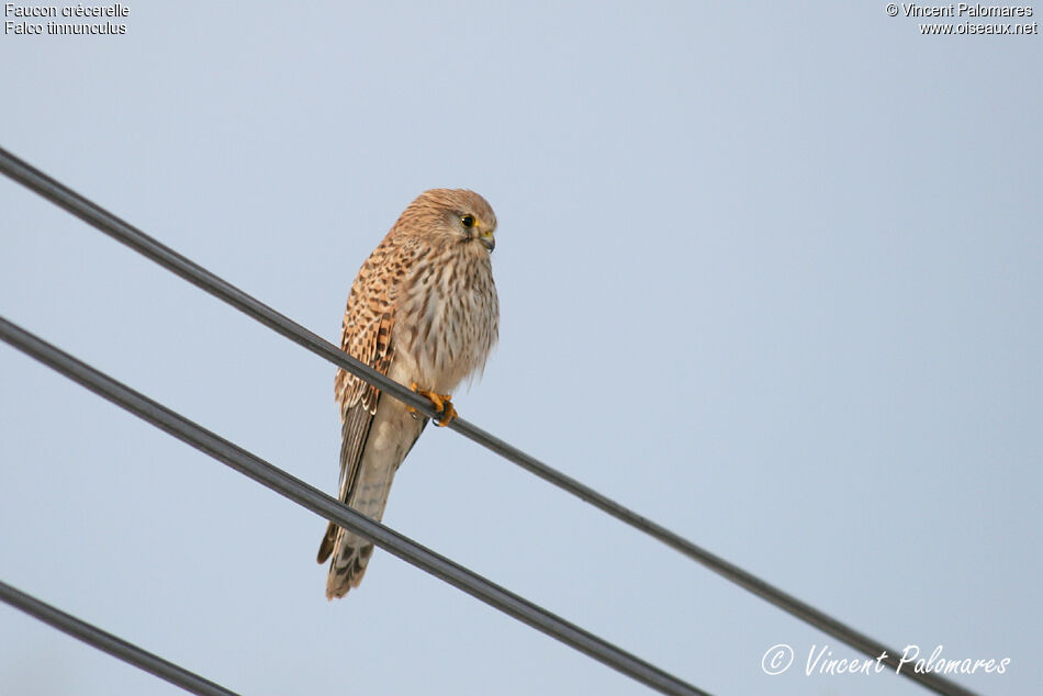 Common Kestrel