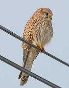 Common Kestrel