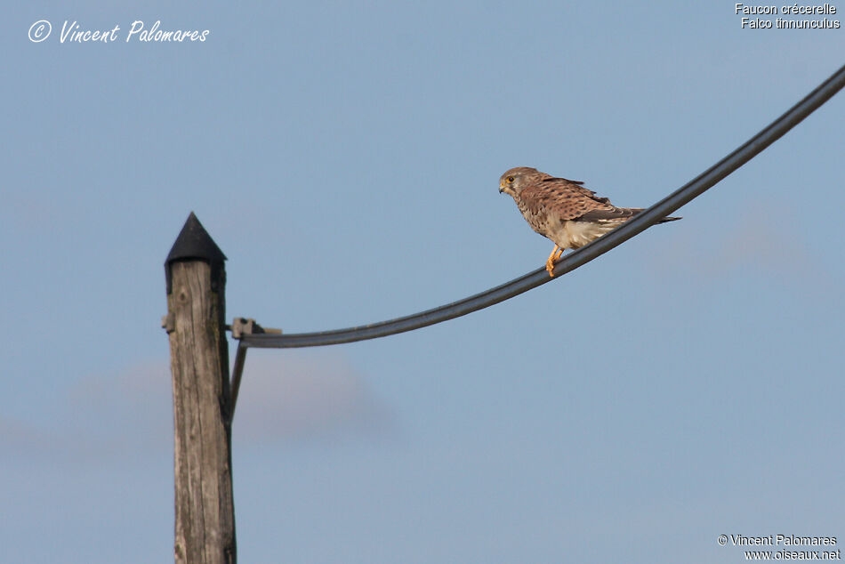 Common Kestrel