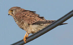 Common Kestrel