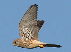 Common Kestrel