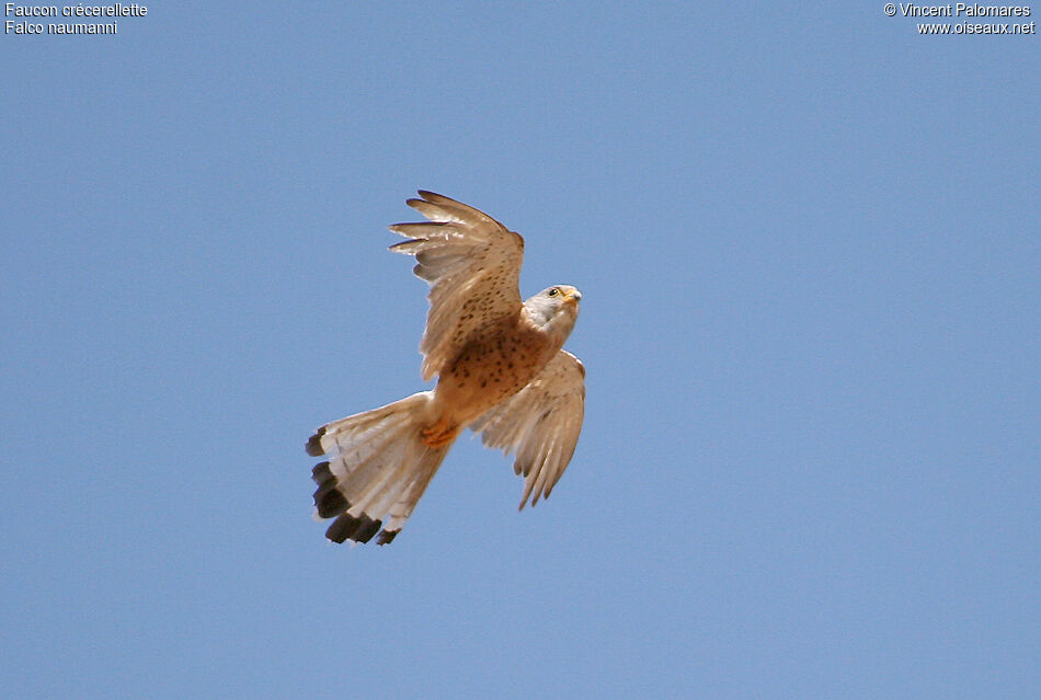 Lesser Kestrel male