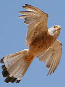 Lesser Kestrel