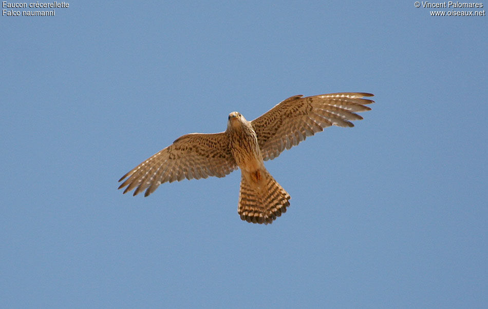 Lesser Kestreljuvenile