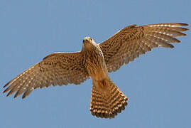 Lesser Kestrel