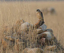 Lesser Kestrel