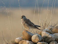 Lesser Kestrel