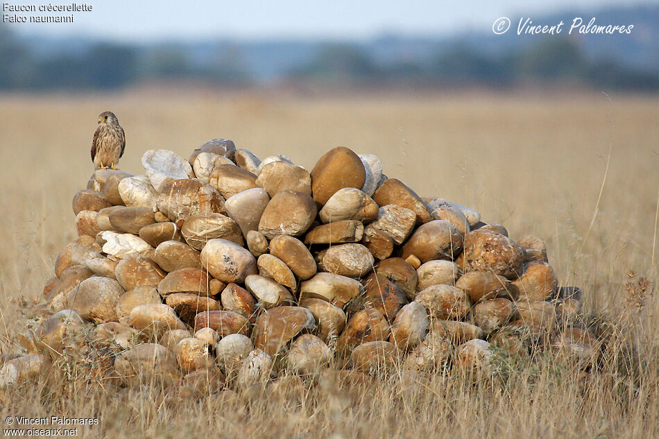 Lesser Kestrel