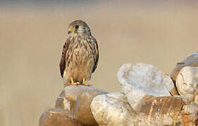 Lesser Kestrel