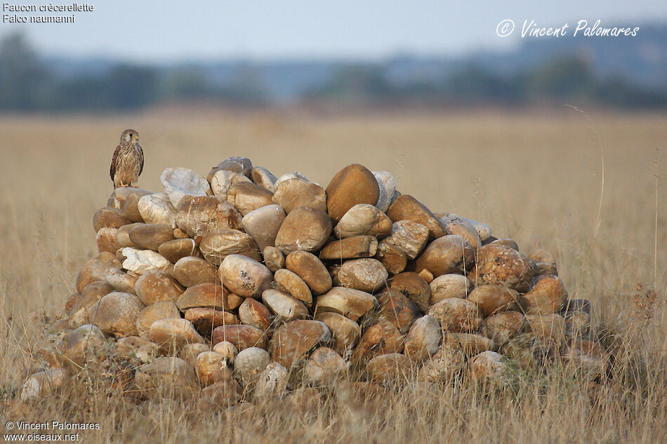 Lesser Kestrel