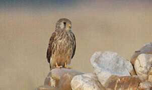 Lesser Kestrel