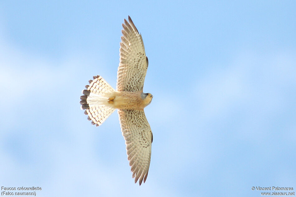 Lesser Kestrel male adult