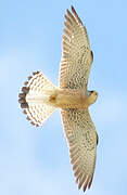 Lesser Kestrel