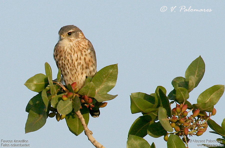 Merlin