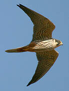 Eurasian Hobby